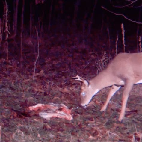 Will A Gut Pile Scare Deer