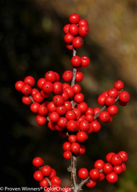 Winterberry Holly Edible