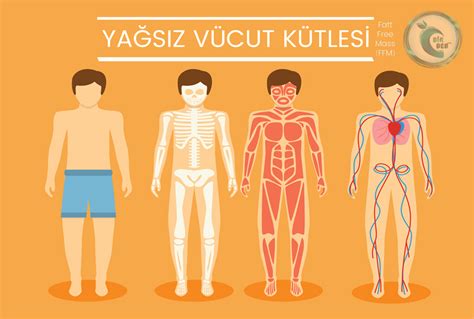 Yağsız vücut ağırlığı ne demek