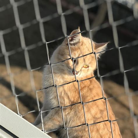 Yalova kedi barınağı